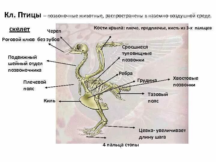 Лабораторная работа изучение строения скелета птицы. Строение скелета птицы. скелет птицы позвоночник. скелет птицы и млекопитающего. отделы скелета птиц.