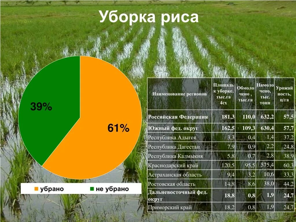 Статистика по сбору урожая. Урожайность риса. Что такое валовый сбор урожая. Статистические данные по сбору урожая зерна. Урожайность по районам