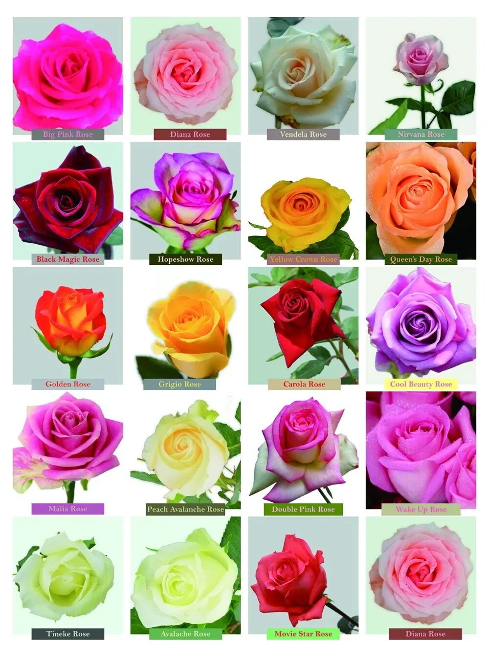 Названия разновидностей роз. Сорта эквадорских роз. Сорта роз срезка. Сорта роз Эквадор. Сорта роз срезка Эквадор.