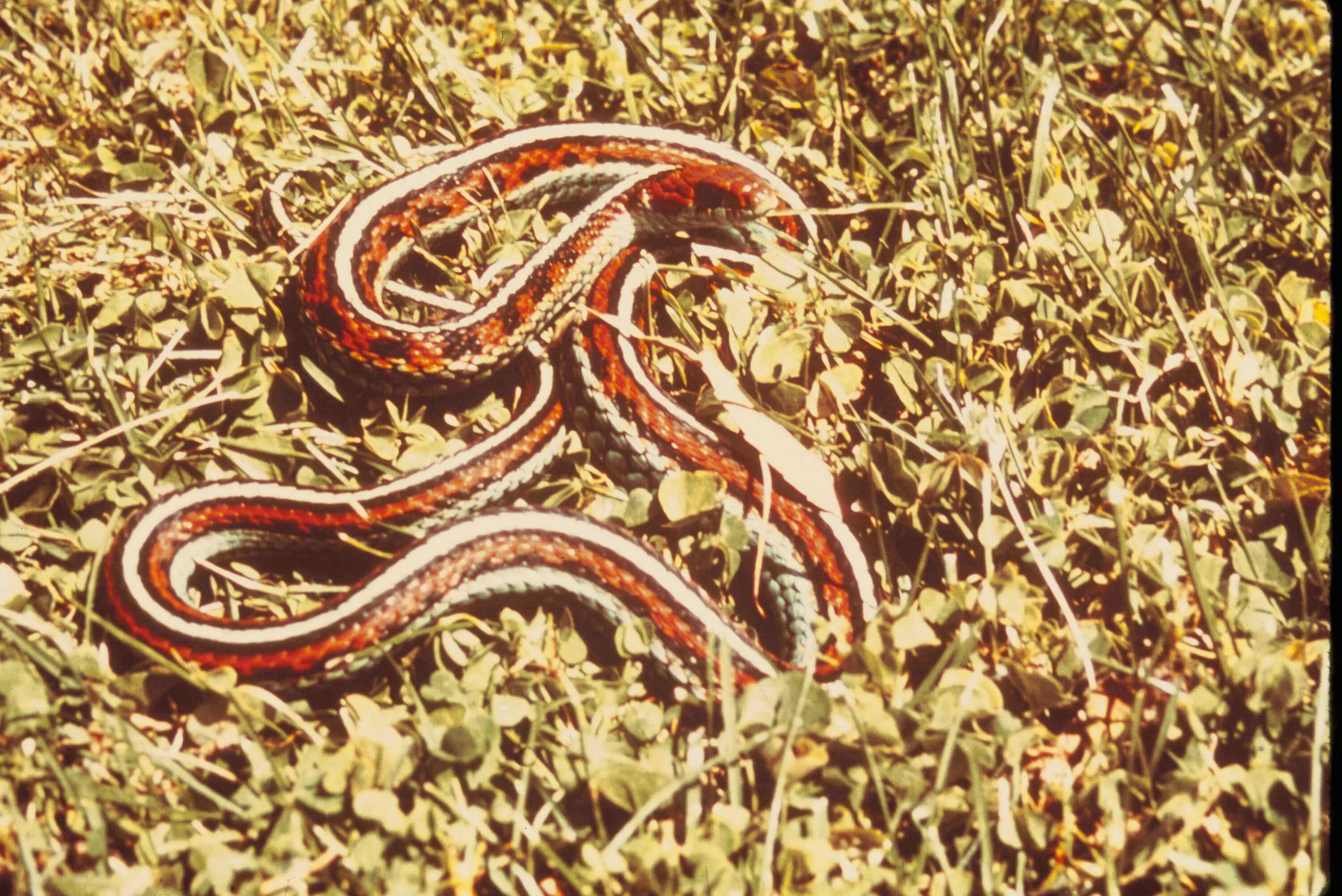 Калифорнийская подвязочная змея. Thamnophis sirtalis tetrataenia. Западная подвязочная змея (Thamnophis elegans).. Подвязочная змея (Thamnophis sirtalis).