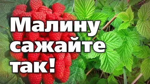 Садовник малина