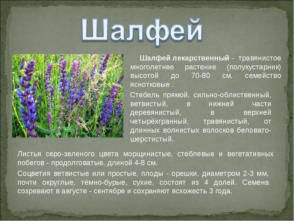 Доклад на тему растения города. Шалфей лечебный описание. Шалфей Луговой многолетние. Шалфей 1 растение. Шалфей описание растения.