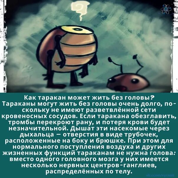 Мозг таракана. Тараканы в голове. Есть ши у таракана мозг. Отсутствие тараканов в голове 11 букв