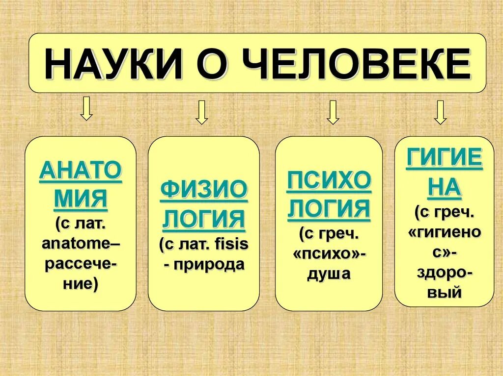 Какая биологическая наука изучает человека. Науки о человеке. Науки о человеке биология. Науки о человеке и их методы. Науки об организме человека.