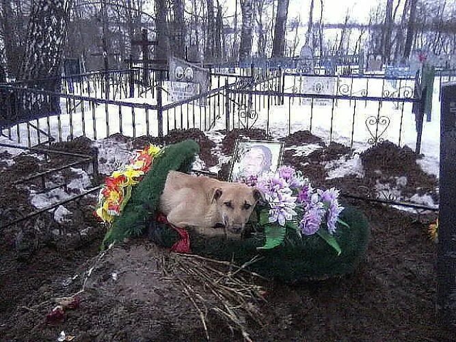 Приснился умерший питомец