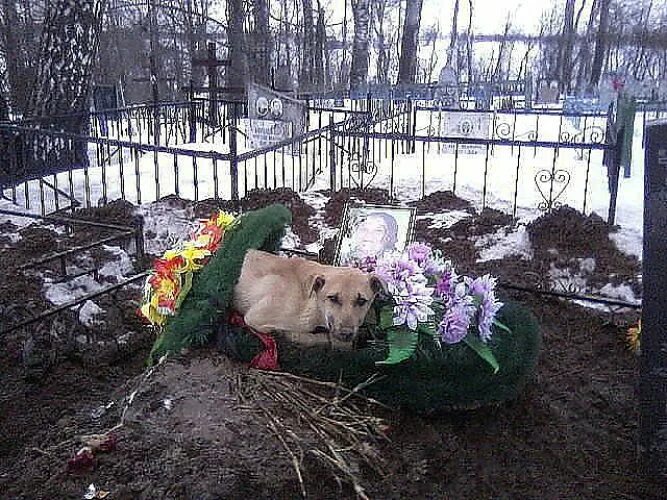 Где собака умерла. Мертвая собака на кладбище.