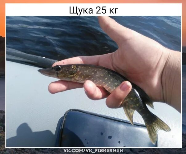 Щука 25 кг. Щука на 25 килограмм. Щука 25 кг. Щука 20 кг. Щука на 25кг ангара.