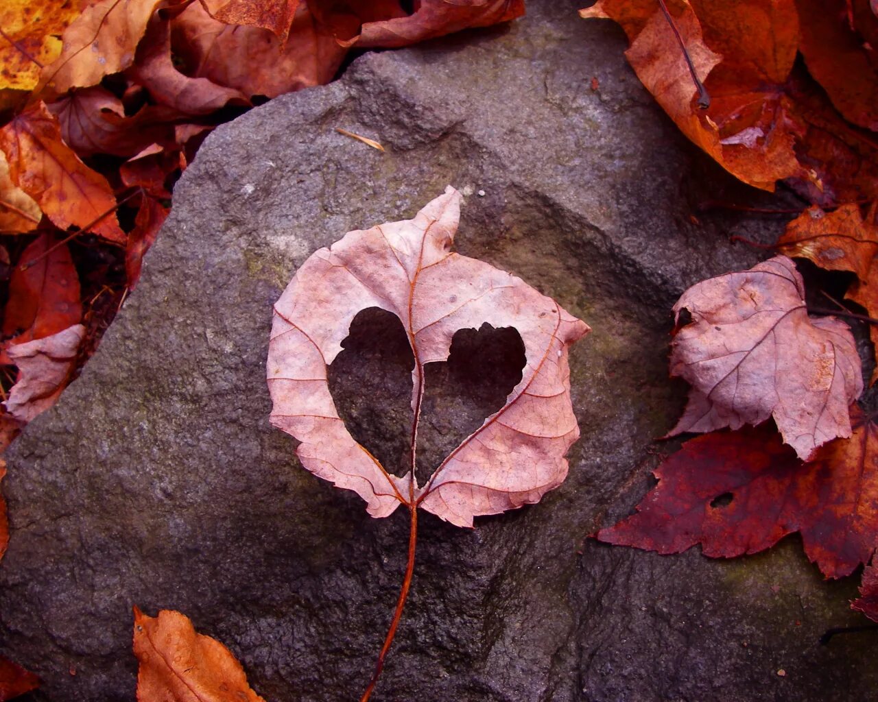 Я как осенний лист. Осеннее сердце. осенний лист в форме сердечка. листья в виде сердечек. осень листья любовь.