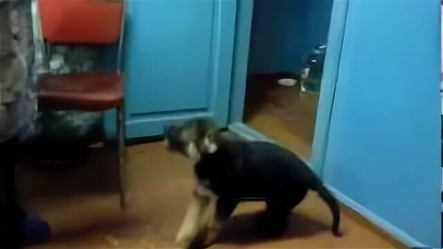 Видели видео говорящая собака. Стих про собаку для детей. Животные которые разговаривают человеческим голосом. Щенок зовет маму. Видео щенок спешит кушать.