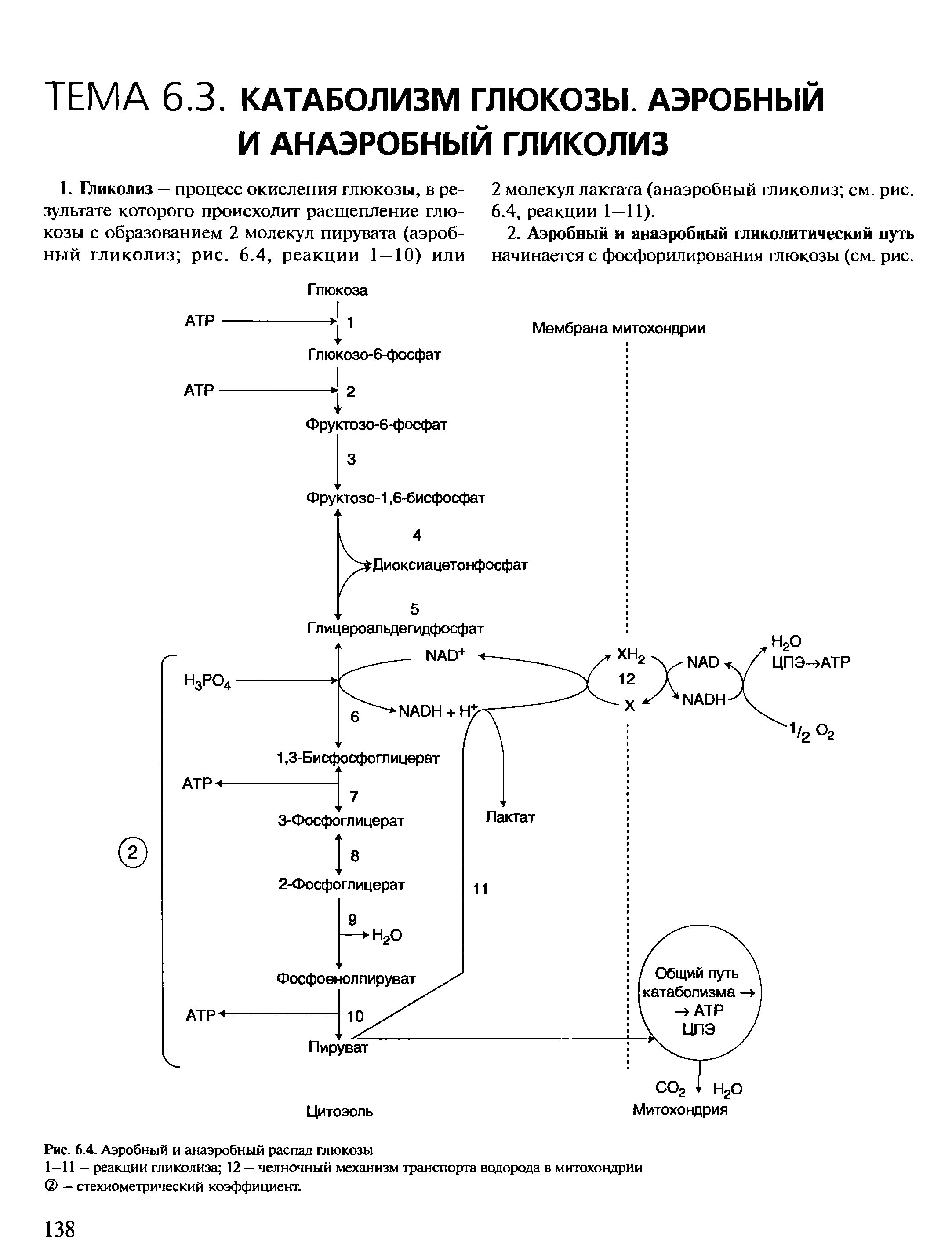 Анаэробное окисление Глюкозы схема. Схему этапов аэробного окисления Глюкозы. Общая схема катаболизма Глюкозы. Схема аэробного окисления Глюкозы.