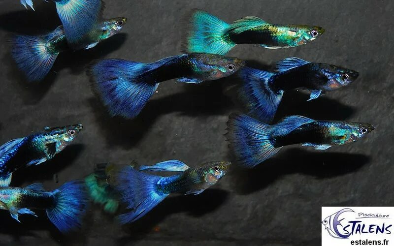 Линия гуппи. Гуппи голубая трава. Линия гуппи. Московские гуппи. Гуппи чистая линия красные.