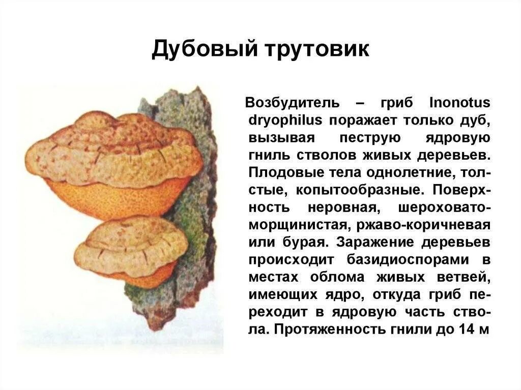 Почему гриб трутовик. Гриб дубовый трутовик. Паразитический гриб трутовик. Трутовик серно-жёлтый трутовики. Трутовик ложный окаймленный.