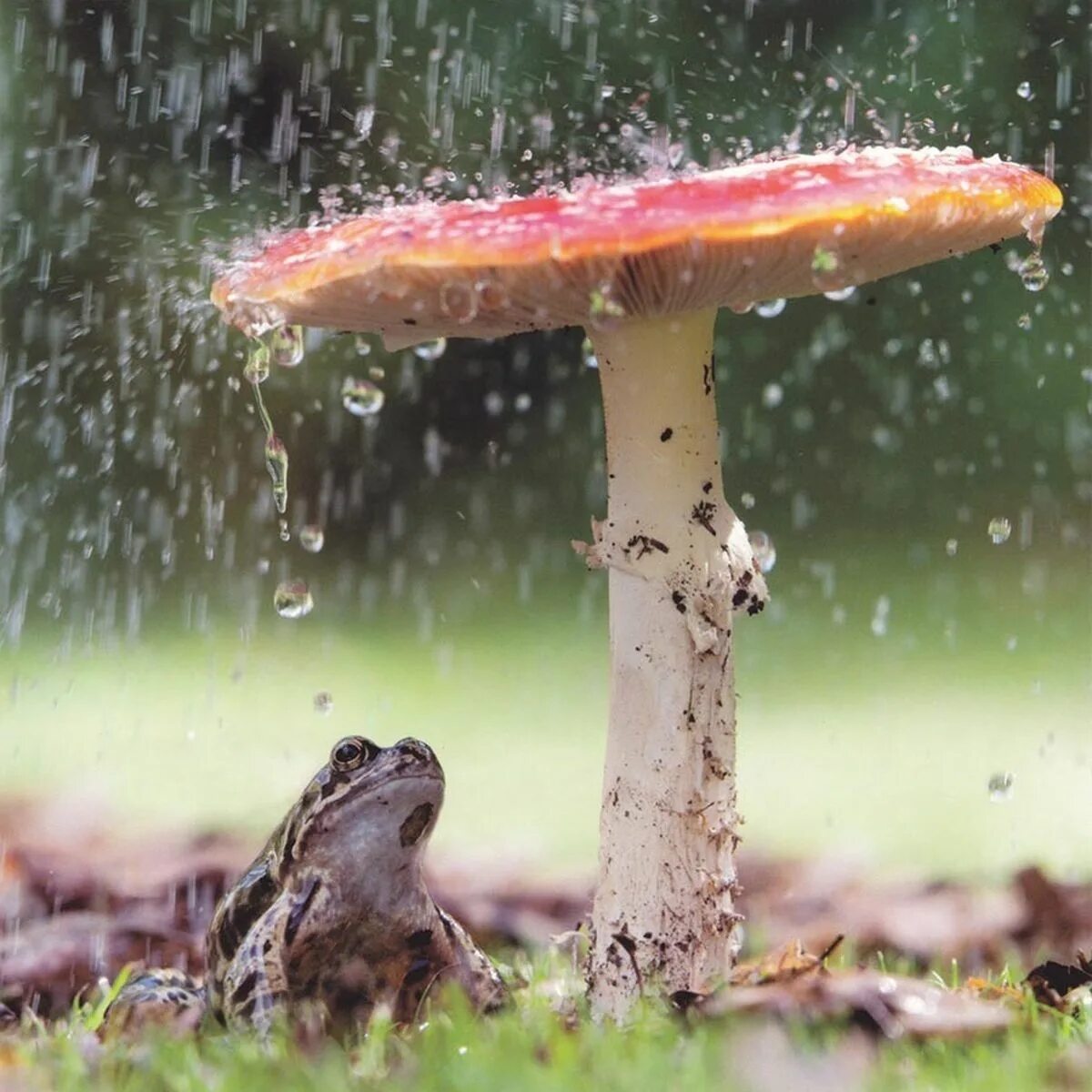 Грибной дождь. Грибы после дождя. Грибы под дождем. Природа после дождя.