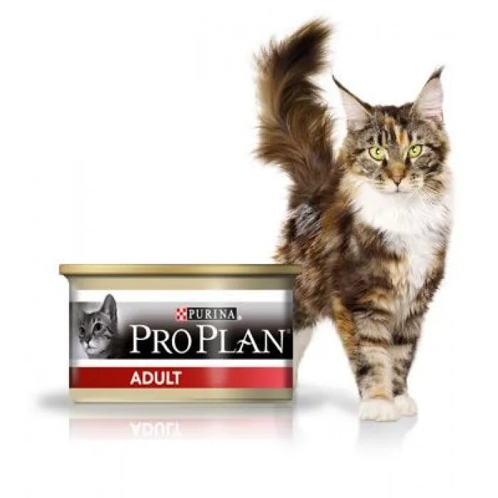 Красивые губы обсосанные. Purina pro plan для кошек паштет. Temp холодильник. Омегле несовершеннолетними. Little jb video.