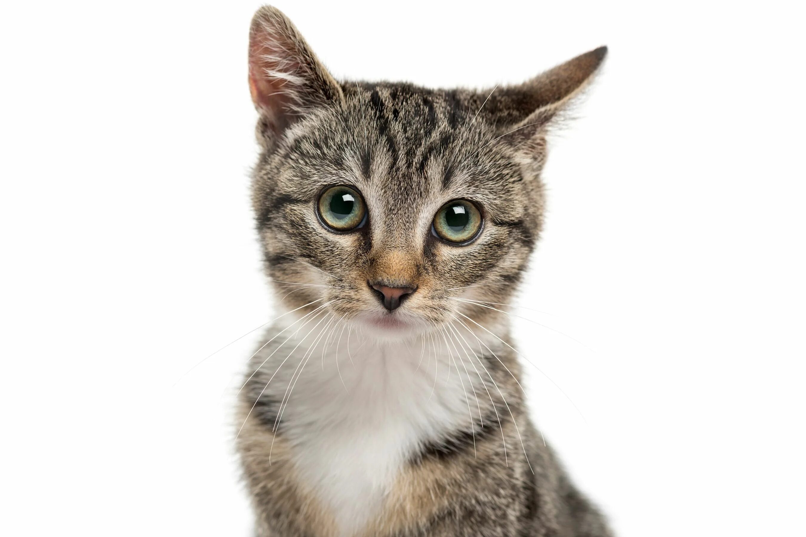 Un gato. Un gato