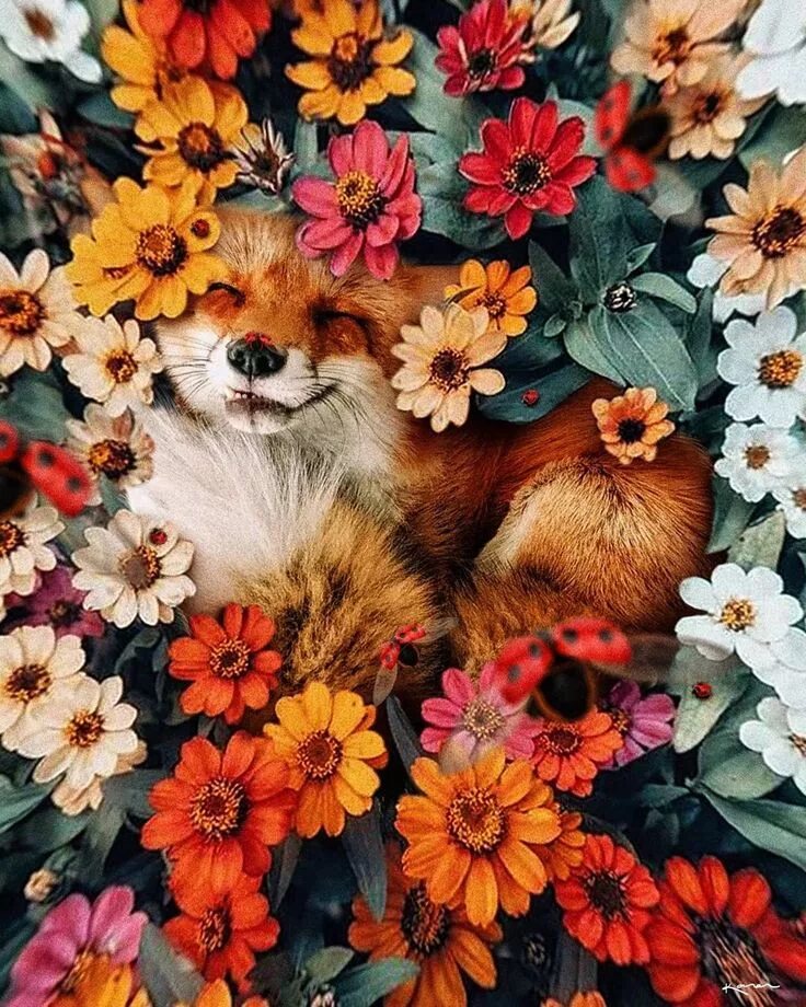 Лиса в цветах. Цветы и животные. Звери в цветах. Лиса с цветочком. Flower foxes