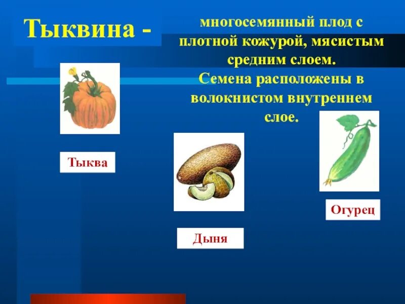 Плод 6 класс биология презентация пономарева. Плод тыквина биология. многосемянные плоды тыквина. что такое тыквина в биологии 6 класс. строение плода тыквина.