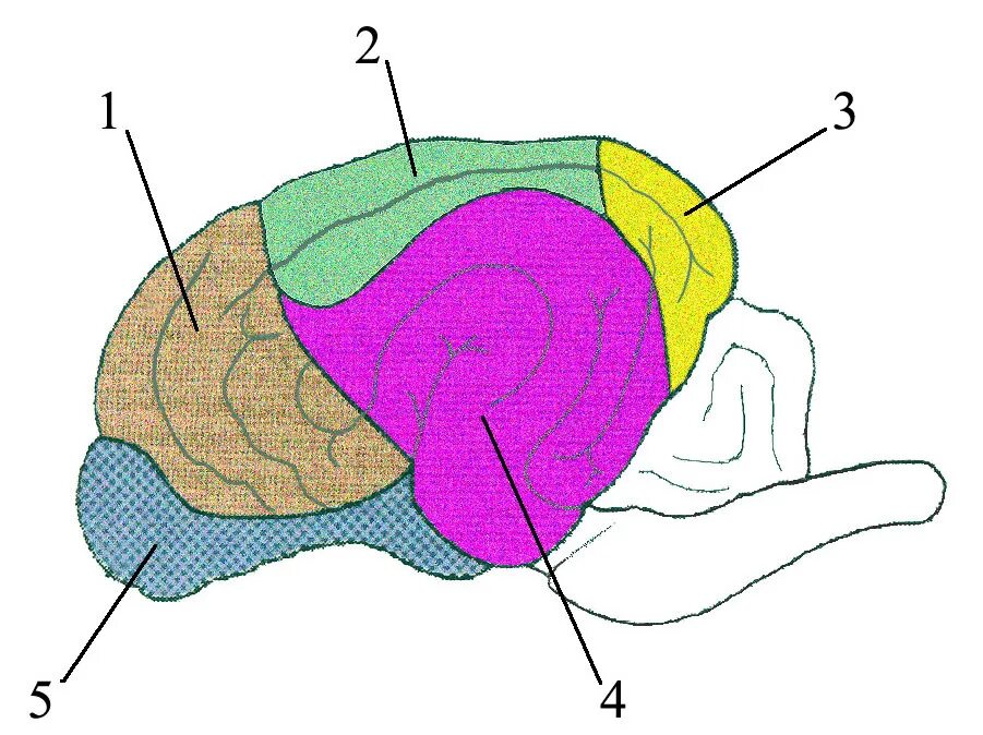Комиссуральные волокна большого мозга. Лимбические структуры мозга. Функции составляющих кости. Ткань образующая мозг. Поверхность полушария головного мозга образована.