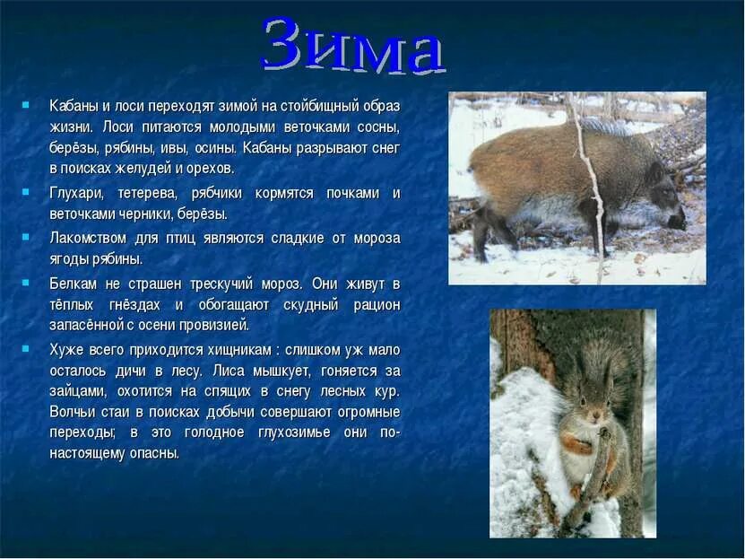 Сообщение на тему жизнь животных. Изменения у животных зимой. сообщение о зимующих животных. сезонные изменения животных зимой. сезонные изменения в жизни животных зимой.