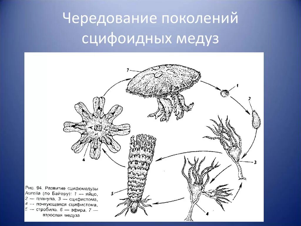 Чередование поколений происходит. Чередование поколений у сцифоидных. Чередование поколений у медуз. Чередование поколений у сцифоидных медуз. Жизненный цикл сцифомедузы.