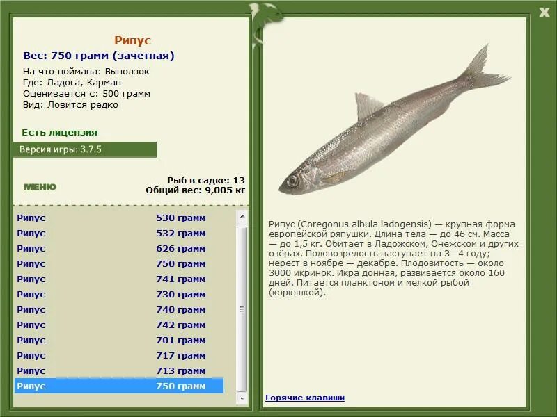 рипус что за рыба где водится. ряпушка сибирская рыба. ладожский рипус. ряпушка онежская. рипус что за рыба где водится.