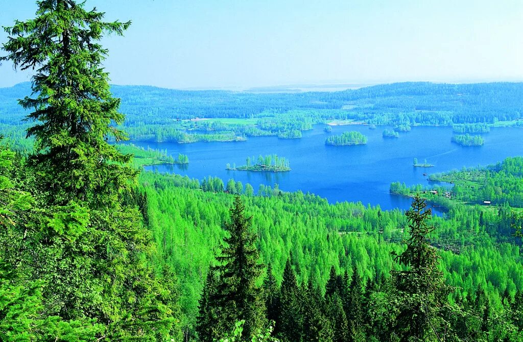 State forests generate more and more revenue - yet logging volumes have remained