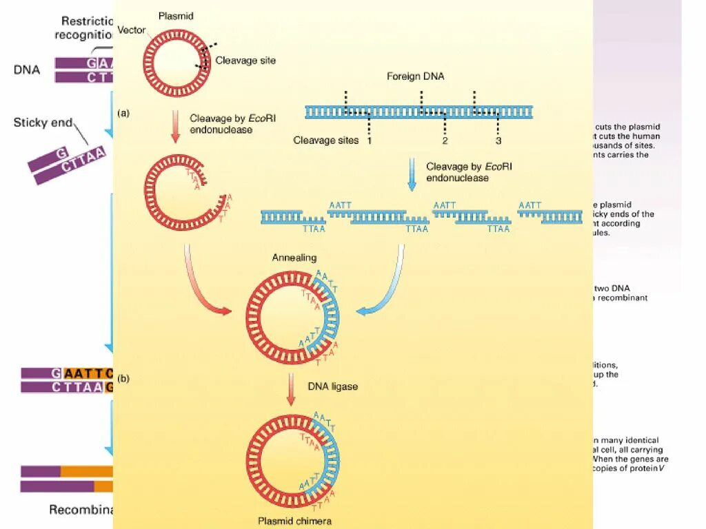 Плазмиды биотехнология. Метод рекомбинантных плазмид. Способы получения рекомбинантной ДНК. Введение ДНК генная инженерия. Рекомбинантная молекула ДНК.