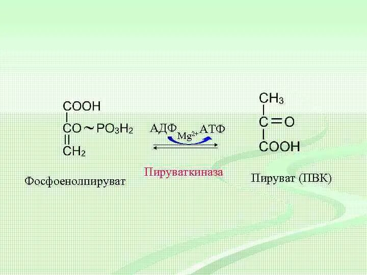 Пируват атф. ПВК пируват. Фосфоенолпируват  пировиноградная кислота.. Пирувата в фосфоенолпируват. Фосфоенолпируват + АДФ → пируват + АТФ.