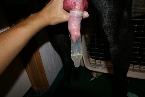 Slideshow dog cumming in condom.