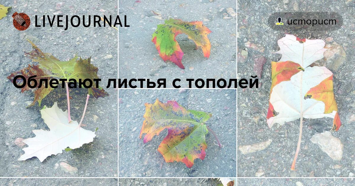 Не успевшие облететь листья. Облетели листья с тополей. облетают тополя. улетели листья. листья облетают.