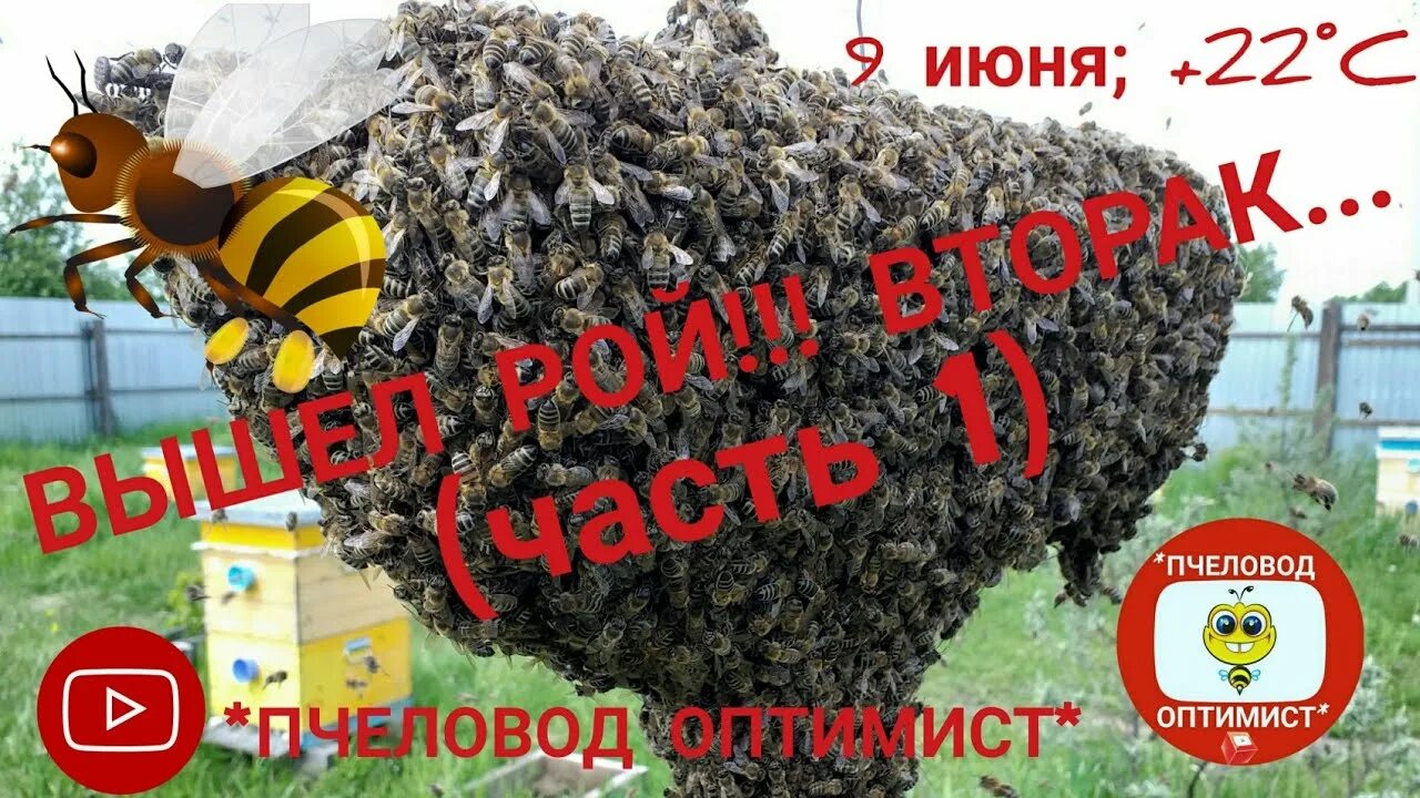 К рой что это. К рой что это