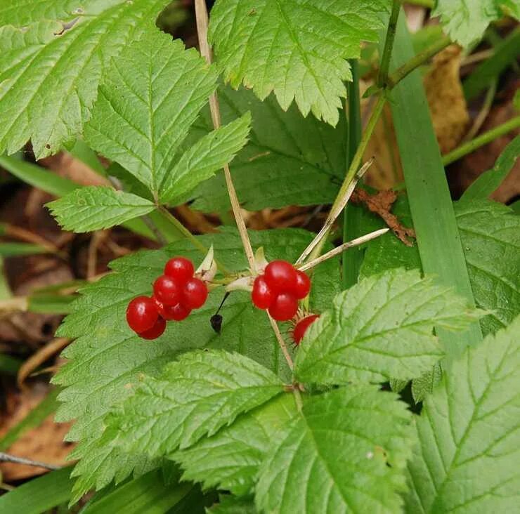 Морошка (rubus chamaemorus). Лесная ягода костяника. Дюшенея индийская цветы. Костяника каменистая. Дюшенея индийская (лапчатка индийская).