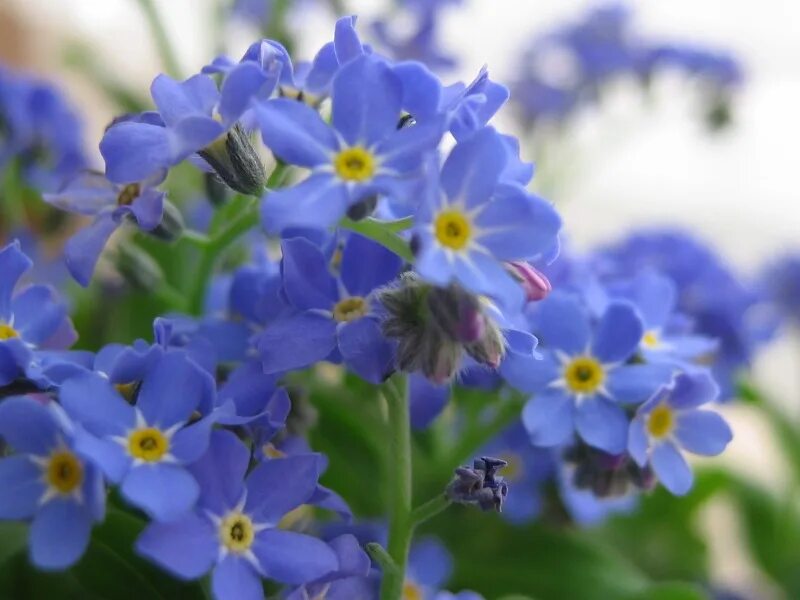 Незабудка Лесная Myosotis sylvatica. Незабудка Бурачниковые. Незабудка Альпийская. Незабудка Дубравная.