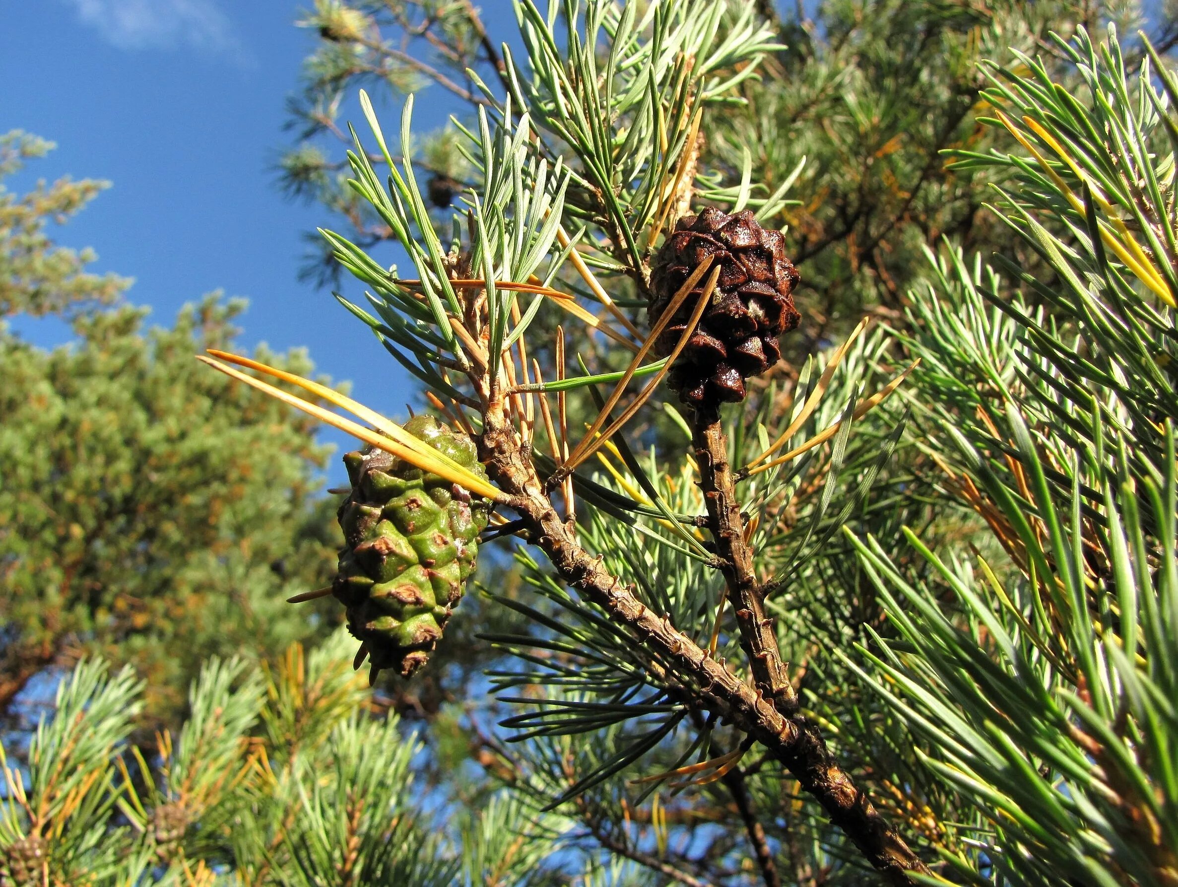 Сосна Бунге шишки. Сосна Бунге шишка. Голосеменные кедр. Pinus bungeana шишки.