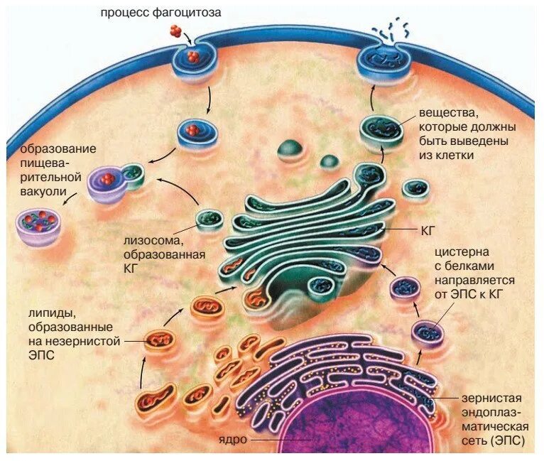 Лизосомы транспорт веществ. Аппарат Гольджи и эндоплазматическая. Комплекс Гольджи и эндоплазматическая сеть. Образование аппарата Гольджи. ЭПС комплекс Гольджи лизосомы.