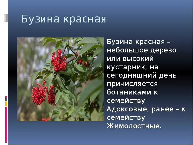 Бузина красная. Бузина кистистая (красная) sambucus racemosa. Едят ли бузину красную. Бузина красная sambucus. Бузина красная или кистистая.