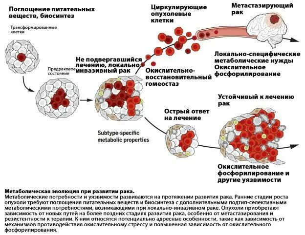 Сколько времени развивается рак. Раковая клетка схема. особенности обмена веществ опухолевых клеток. обмен веществ в опухолевой ткани. характеристика раковых клеток.
