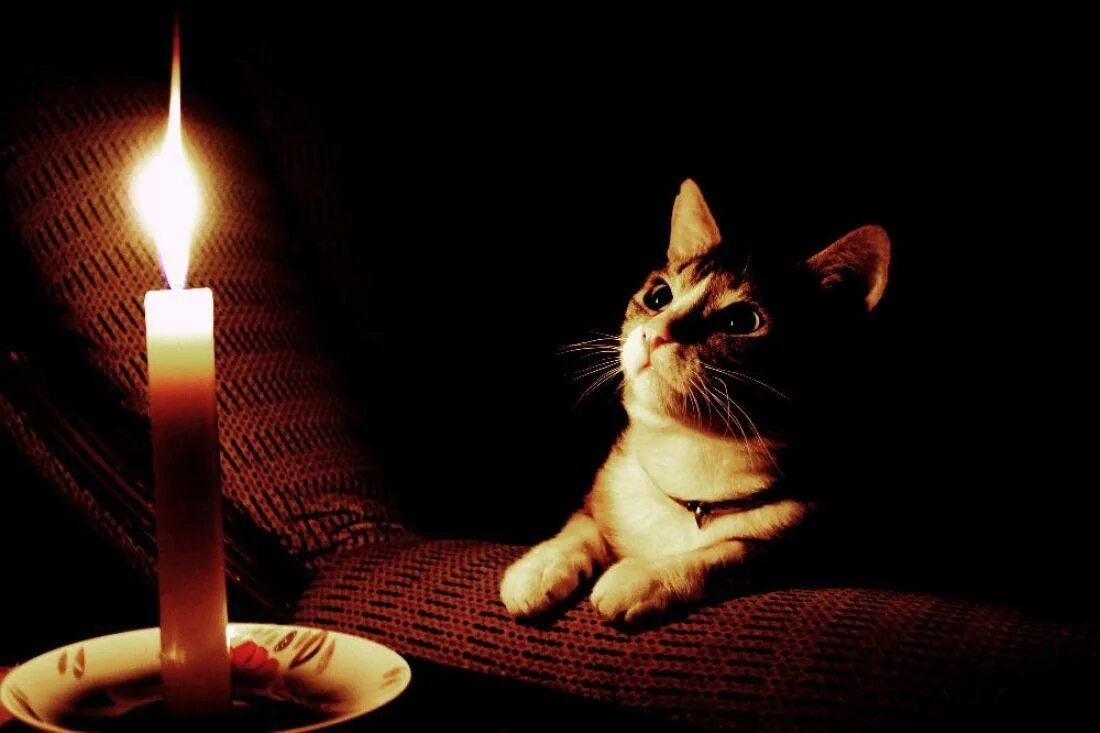 Света кот. Кот и свеча. котик со свечкой. коты и свечи. свеча кошка.