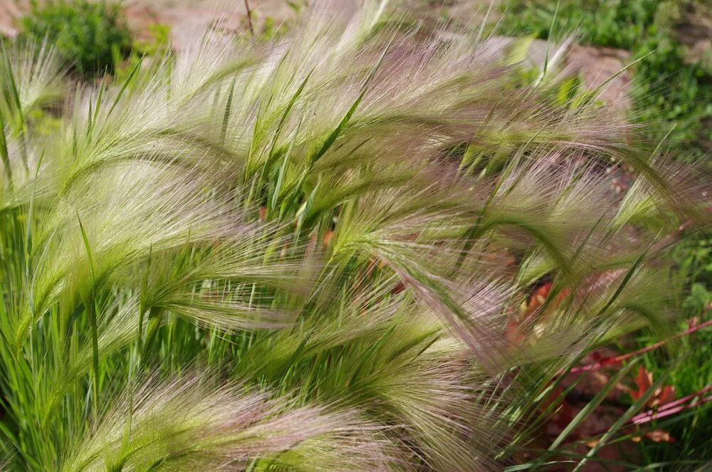 Ячмень гривастый (Hordeum jubatum). Ковыль ячмень гривастый (Hordeum jubatum). Ячмень гривастый Hordeum jubatum сорт. Ковыль гривастый.