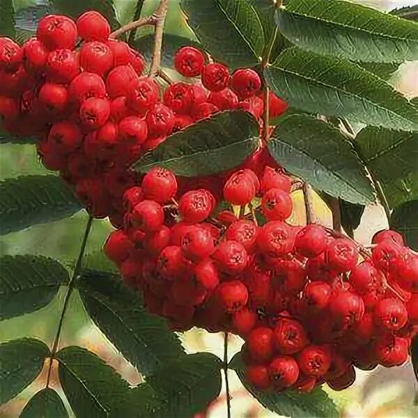 Рябина в аптеке. Рябина обыкновенная (sorbus aucuparia l. Рябина американская. Рябина обыкновенная ягоды. Плоды рябины обыкновенной.