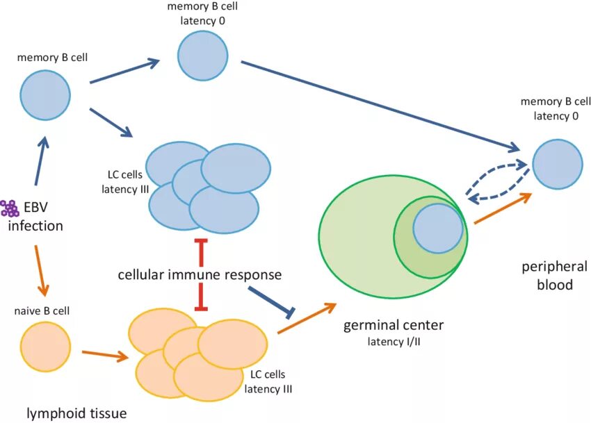 Memory cells. Nk клетки микробиология. Активация nk клеток. Memory t-cell activation. Memory cells.