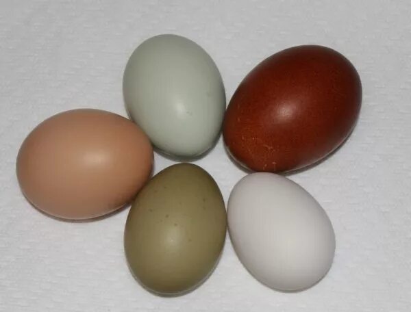 Яйцо доминанты купить. Доминанты ds300 цвет яйца. Цветные яйца куриные. Цвет скорлупы куриных яиц. Доминанты с цветным яйцом.