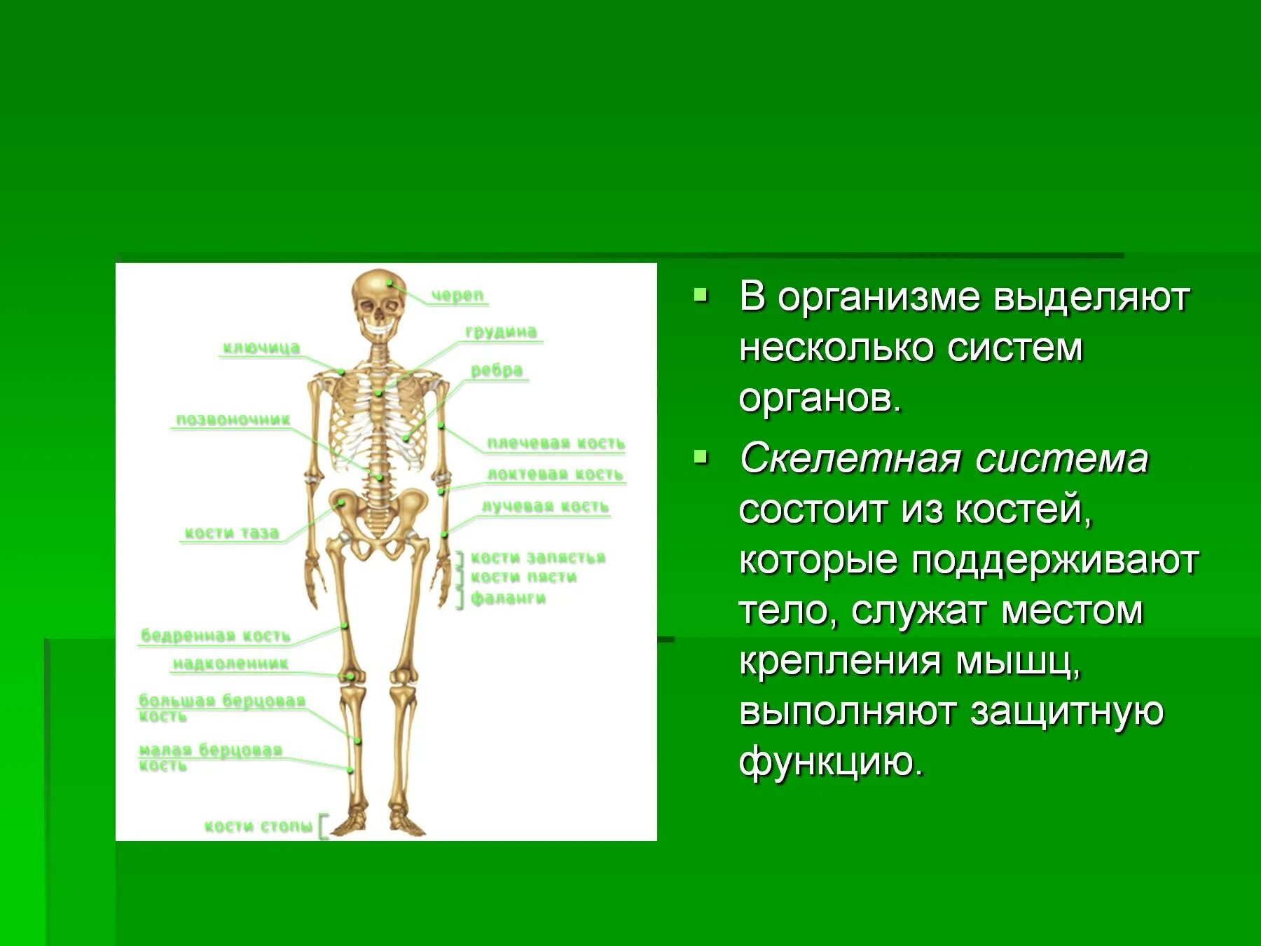 Скелетная система органов. Скелетная система органы и функции. Костная система человека состоит из. Из чего состоит Скелетная система человека.