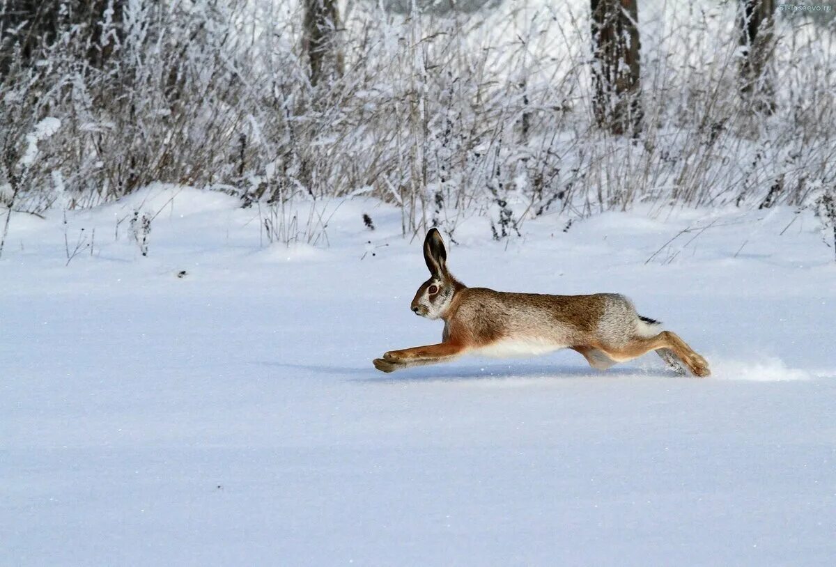 Лисица гонится за косулей скорость лисицы 11. Зимний заяц Русак охота. Заяц Русак охота зимой. Заяц Русак зимой.