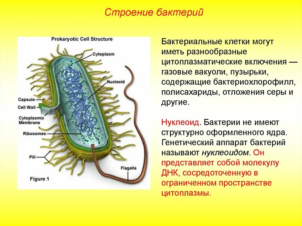 Оформленное ядро прокариоты. Строение бактериальной клетки. Описание строения бактериальной клетки. Прокариотическая клетка bacteria. Строение клетки прокариот бактерии.
