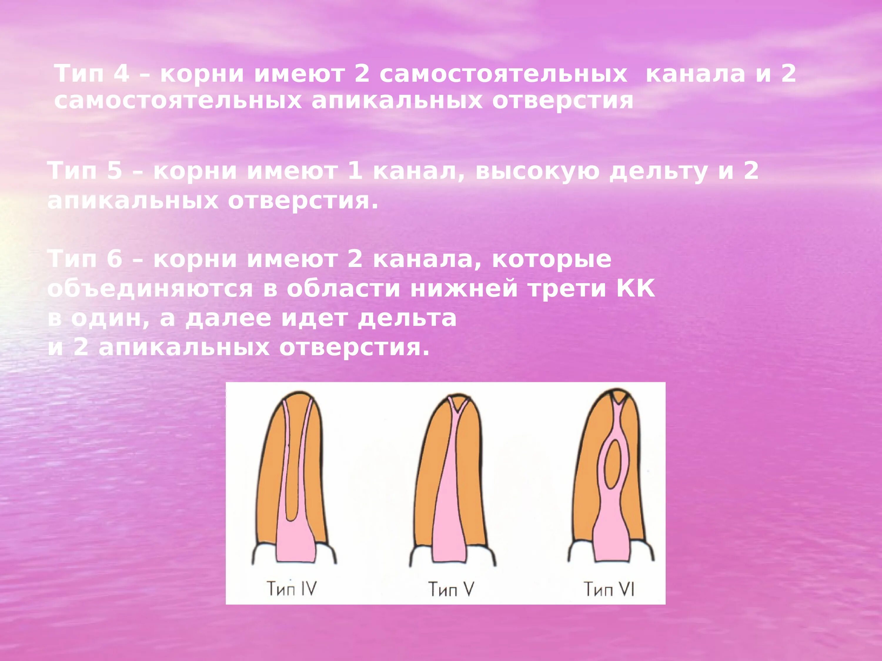 1 корневой канал. Строение зуба. Апикальная треть корневого канала. Апикальная Дельта зуба это.