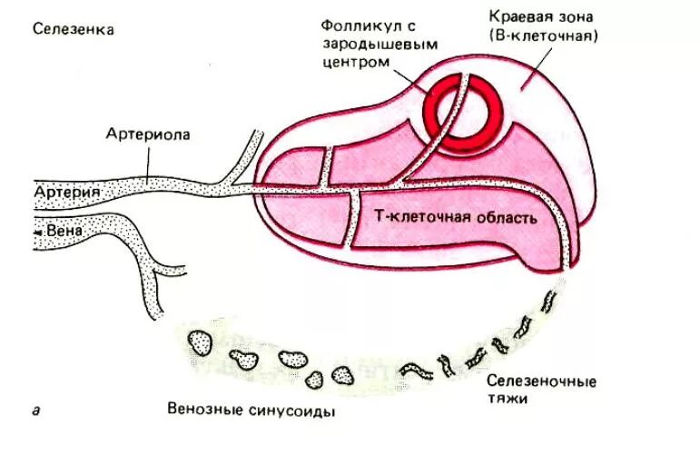 Артерии селезенки. Схема строения и кровоснабжения селезенки. Особенности кровообращения селезенки гистология. Схема кровообращения в селезенке гистология. Внутреннее строение селезенки схема.