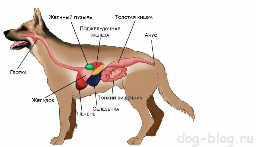 Пищеварительная система собаки схема. Схема расположения органов пищеварения собаки. Желчный пузырь собаки анатомия. Кишечник собаки анатомия. Операция мочевой пузырь собака