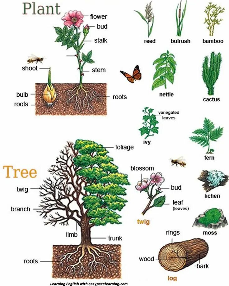 Plants english. Растения на английском языке. Названия растений на англ. Деревья с названиями по-английский. Деревья названия.