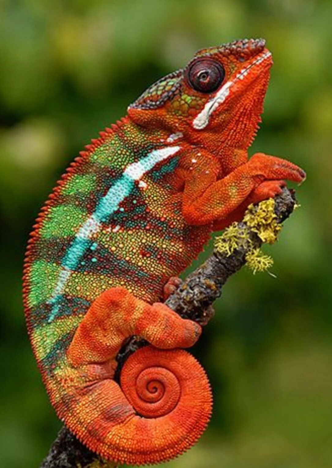 Мадагаскарский короткорогий хамелеон. Хамелеон вертикальный. Рептилии Мадагаскара. Красочный хамелеон.